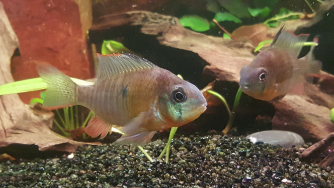 mikrogeophagus altispinosus 