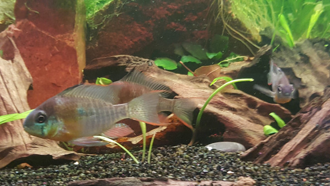 mikrogeophagus altispinosus 