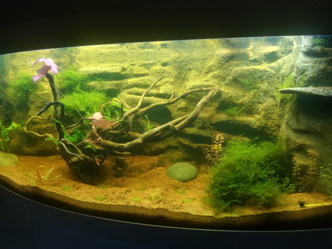 Nouvelle Photo De Mon Aquarium "[b]Aquascape[/b]"