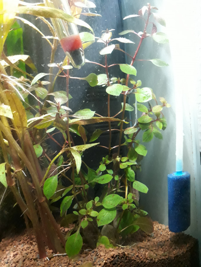 Ludwigia spec. Super red 