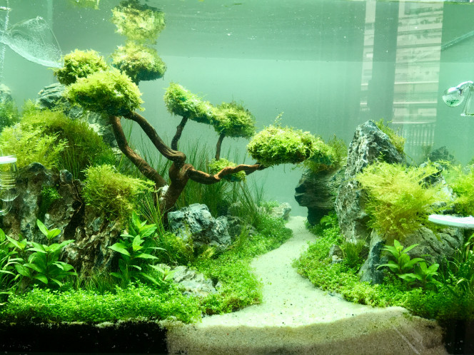 Nouvelle Photo De Mon Aquarium "[b]Aquascaping[/b]"