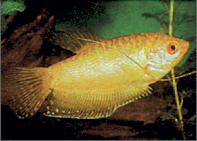  Le Trichopodus trichopterus est un poisson d'eau douce occupant le milieu et la surface de l'aquarium. Il mesure entre 12 et 15cm adulte. Cette espèce vit en couple ou en harem. Il est souhaitable de ne maintenir qu’un mâle dans un aquarium de moins de 200L. Son aquarium de 120L minimum avec une façade de 120cm minimum est composé d’une végétation dense et de plantes de surface. Il convient aux bacs communautaires avec des espèces calmes. Le Gourami doré est omnivore à tendance insectivore. Il apprécie particulièrement les proies vivantes.

Nom latin : Trichopodus trichopterus
Dureté de l'eau : douce à dure
Forme : Corps ovale, plutôt trapu. La forme naturelle courante est gris-bleutée avec une tâche ronde au milieu du dos et une autre sur le pédoncule caudal.
Origine géographique : Malaisie, Birmanie, Thaïlande, Viêt Nam
Habitat naturel : Bras calmes des rivières, étangs et mares
Nombre d'individus recommandés : En couple ou harem
Taille de l'aquarium recommandé : Minimum 120L
Zone de nage : Milieu et Surface
Régime alimentaire : Omnivore, il apprécie particulièrement les vers, tubifex, vers de vase, … très tolérant quand à l'alimentation
Genre : Trichopodus
Espèce : trichopterus
2 dans mon aquarium de 95 litres