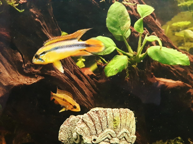 M et Mme Apistogramma agassizii Arrivée il y a presque une semaine de M et Mme Apisto agassizii.
Au départ M Apisto borelii a littéralement fait la gueule, il s est fâché en devenant tout brun.
J ai complètement remanié l aquarium le jour de leur arrivee en mettant de chaque côté une grosse racine de mangrove ( plutôt que les 2 du même côté) afin que chacun puisse trouver son bonheur . J ai tout agencé pour un maximum de cachettes. 
Du coup chacun a pris sa racine et son côté. Chacun son territoire.  Il y a 1.20m de longueur de quoi trouver sa place .  M borelii a retrouvé ses belles couleurs et son harem .