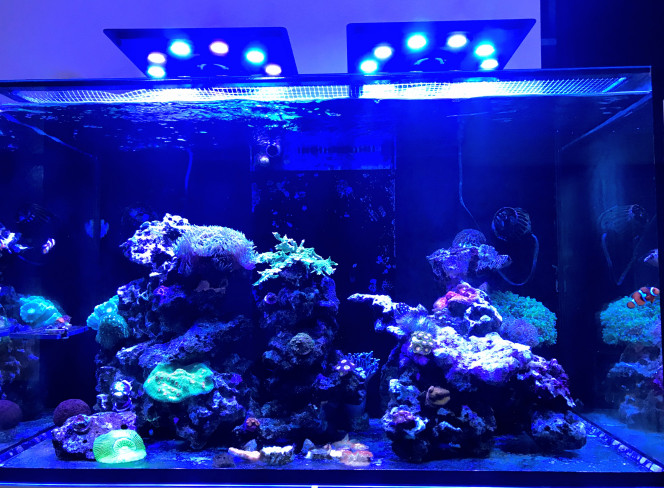 Red sea reefer 250 