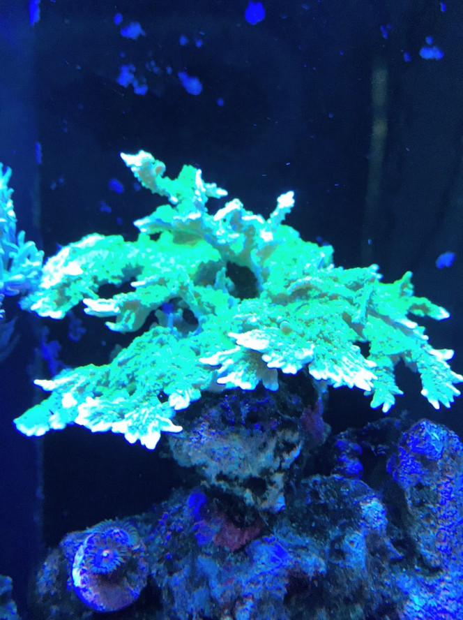 Montipora stellata Vert 