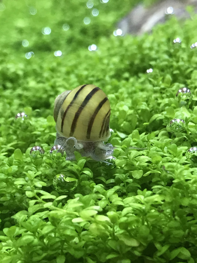 Passion pour les bulles Mon Asolene spixi est fan de bulles. Il ne les perd jamais et les caresse super délicatement. 
Cette plante gazonnante lui va très bien!