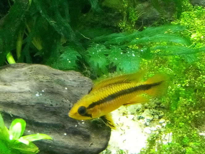 Apisto Agassizii 