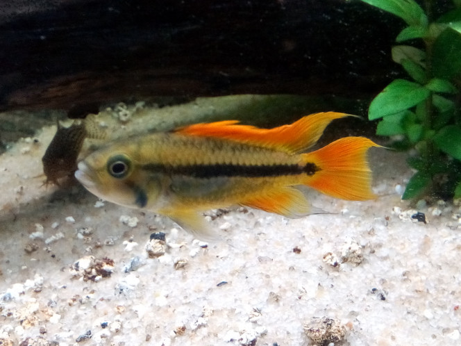 Apisto Agassizii 