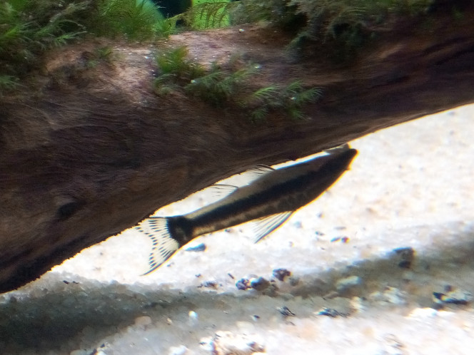 Otocinclus Affinis 