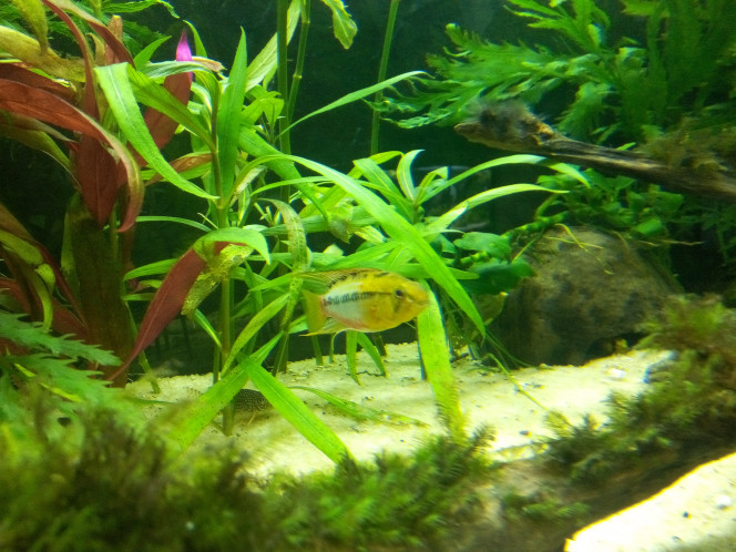 Apisto Hongsloi 