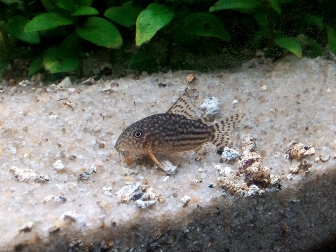 Corydoras Sterbai 