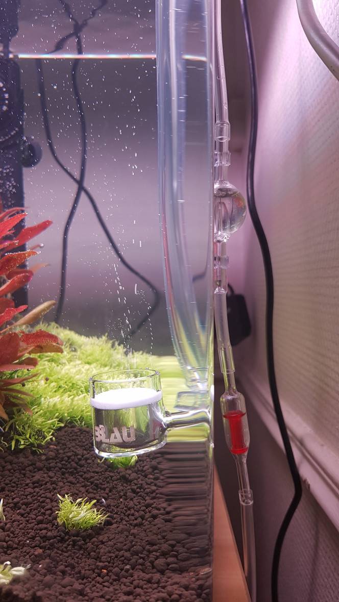 Mise en eau après 3 mois de DSM Suite à l'arrivée de la cyano, et l'impossibilité total de l'enlever de l'utricularia graminifolia qui se décompose littéralement entre mes doigts, je prend une décision radicale. J'enlève toute la zone d'UG affectée, substrat compris et je remplace par du substrat neuf. Malheureusement ça forme des gros trou de sol technique et je n'ai plus d'utricularia sous la main... Puis je me suis dis qu'un changement radical d'environnement pourrait éventuellement palier au problème et donc j'ai mis l'aquarium en eau et je me suis dis qu'avec l'utilisation du Chihiros doctor cela pourrait aider. Du coup en terme de matériel j'ai mis une pompe externe Eheim eco pro 130, un chauffage Aquael 100W, un Chihiros Doctor, un sytème CO2 artisanal (acide citrique + bicarbonate) accompagné d'un compte-bulle, un anti-retour, un drop checker et un diffuseur Blau, et j'ai changé la valve du sytème qui n'était pas assez précise selon moi.