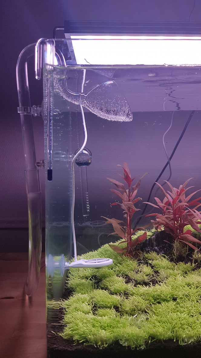 Mise en eau après 3 mois de DSM Suite à l'arrivée de la cyano, et l'impossibilité total de l'enlever de l'utricularia graminifolia qui se décompose littéralement entre mes doigts, je prend une décision radicale. J'enlève toute la zone d'UG affectée, substrat compris et je remplace par du substrat neuf. Malheureusement ça forme des gros trou de sol technique et je n'ai plus d'utricularia sous la main... Puis je me suis dis qu'un changement radical d'environnement pourrait éventuellement palier au problème et donc j'ai mis l'aquarium en eau et je me suis dis qu'avec l'utilisation du Chihiros doctor cela pourrait aider. Du coup en terme de matériel j'ai mis une pompe externe Eheim eco pro 130, un chauffage Aquael 100W, un Chihiros Doctor, un sytème CO2 artisanal (acide citrique + bicarbonate) accompagné d'un compte-bulle, un anti-retour, un drop checker et un diffuseur Blau, et j'ai changé la valve du sytème qui n'était pas assez précise selon moi.