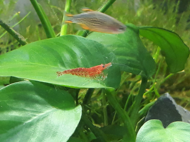  Monsieur prend un bain de soleil en dégustant quelques algues