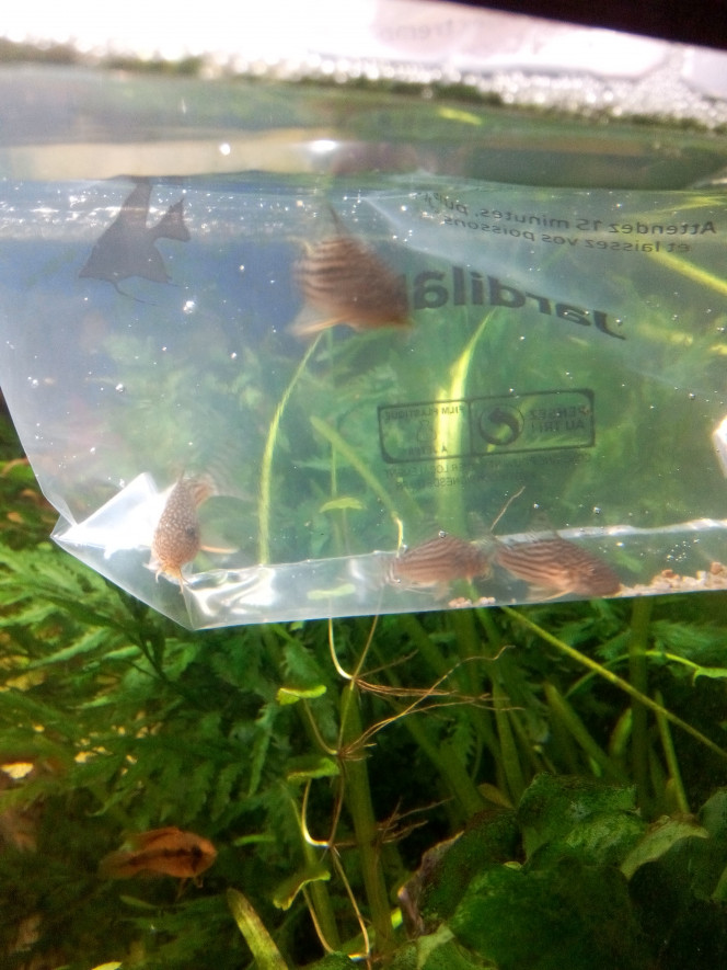 4 nouveaux  Corys Sterbai 