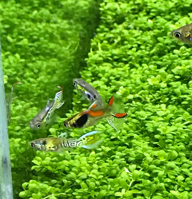 Guppy endler 