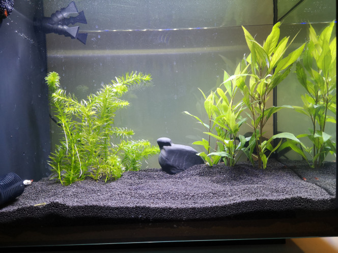 Fluval Spec 60L 