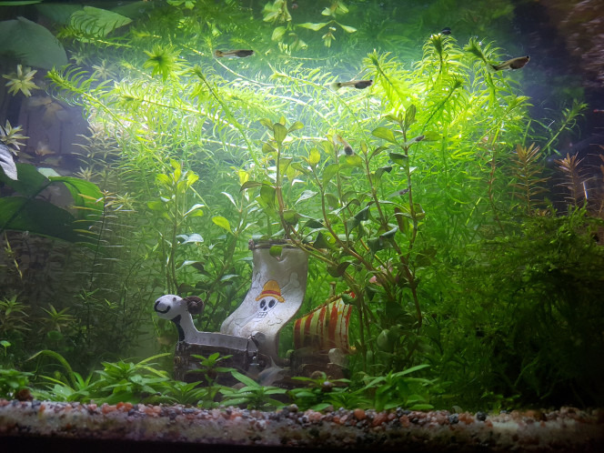 Dans la jungle... Don des 3 guppys adultes et de 15 alevins mercredi le 4 mars. Ils sont maintenant dans un 200L entourés de nouveaux copains dans un aquarium communautaire qui tourne depuis 2017. 

Retrait de certaines plantes rapides  pour 2 plants de ludwigia repens vendredi le 6 mars. Retrait de la boule d'algue marimo "anti-nitrites". Ajout d'une mousse de Taiwan.

Les crevettes amano se cachaient depuis leur introduction de mardi, car elles faisaient en majorité moins de 3 cm. Depuis l'introduction de 5 nouvelles crevettes vendredi le 6 mars, elles semblent se mélanger d'avantage au reste de l'aquarium. On les voit se ballader de plante en plante et se reposer dans le bateau. :)

Je suis contente, aucun poisson ne se cache à ma vue ni ne semble s'affoler quand je manipule leur environnement. 

Je vais essayer de les laisser tranquille un moment et juste m'occuper du filtre/nourrisage/taille des plantes rapides. Mais c'est déjà cool de les voir faire leur vie. J'ai l'impression qu'ils vont bien. 

J'essaierai de leur refaire une plage dans quelques semaines ! :)