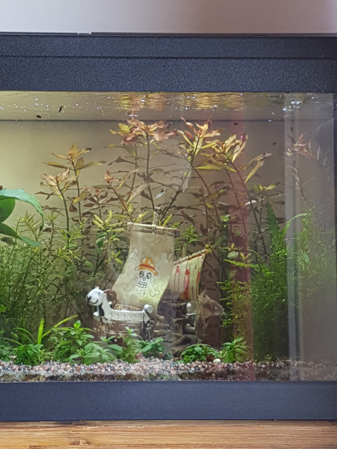 Ça danse et ça s'amuse ! Mes corydoras sont des poissons de fond, milieu et hauteur ! 

L'ajout de 3 nouveaux copains pour agrandir le groupe leur donne en journée le même comportement qu'ils avaient le soir avec la lumière eteinte. C'est chouette !

Même les crevettes se courent après dans l'anubia... la cattapa, les daphnies ou la joie générale ?