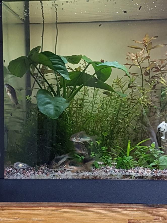 Ça danse et ça s'amuse ! Mes corydoras sont des poissons de fond, milieu et hauteur ! 

L'ajout de 3 nouveaux copains pour agrandir le groupe leur donne en journée le même comportement qu'ils avaient le soir avec la lumière eteinte. C'est chouette !

Même les crevettes se courent après dans l'anubia... la cattapa, les daphnies ou la joie générale ?