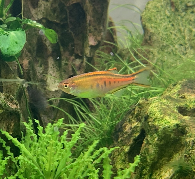 Danio Choprae J’ai enfin réussi à en prendre un en photo. Ils sont beaucoup moins farouches depuis que les nez rouges les ont rejoints. Leurs couleurs sont magnifiques !