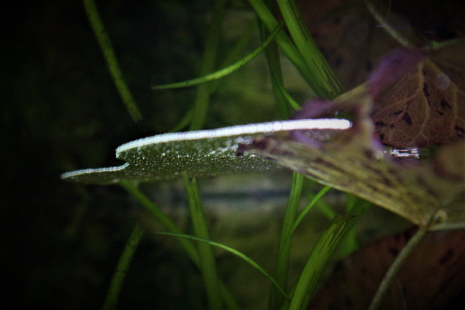 Nid de bulles d'un de mes Gouramis Perlés Vivement que j'arrive à lui trouver une femelle