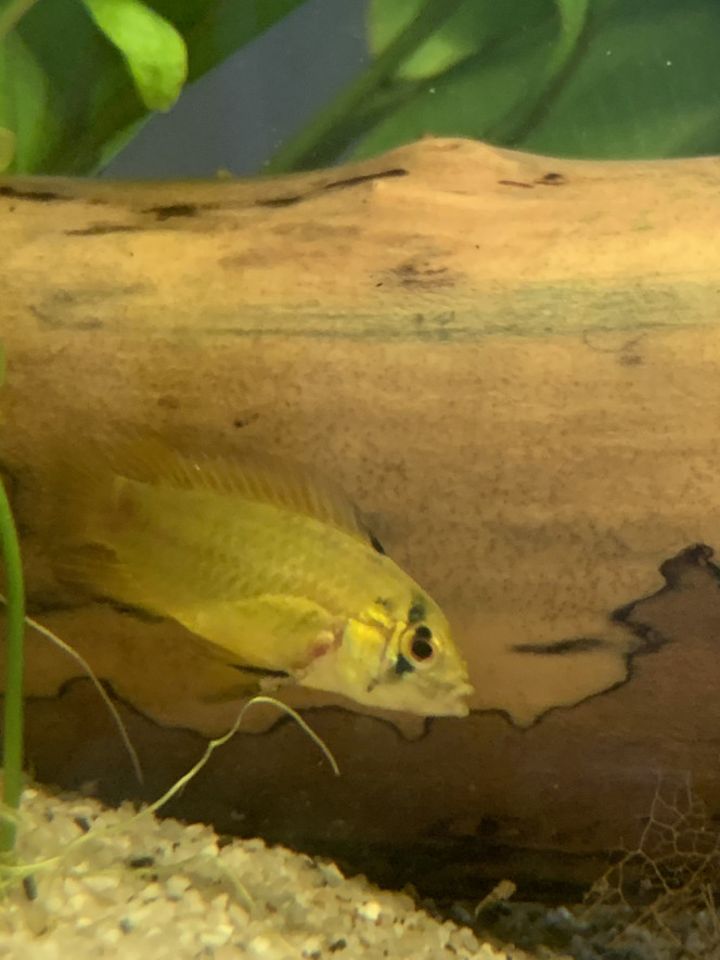 Femelle Apistogramma Enfin je peux photographier une femelle ! Et pour cause ! Elle est de sortie avec ses petits !!!