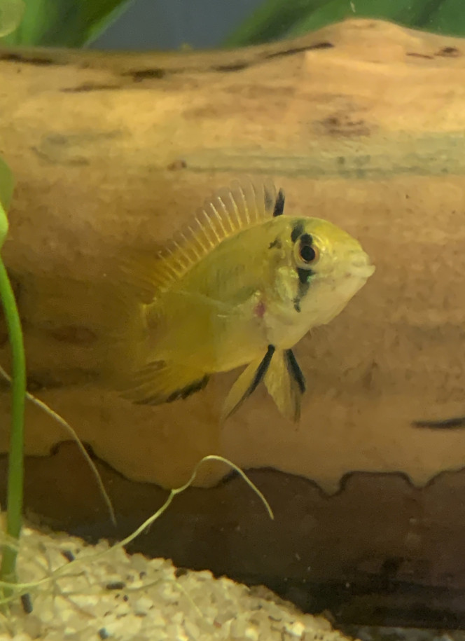 Femelle Apistogramma Enfin je peux photographier une femelle ! Et pour cause ! Elle est de sortie avec ses petits !!!