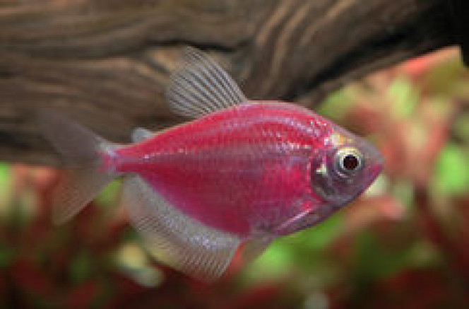 Des poissons génétiquement colorés