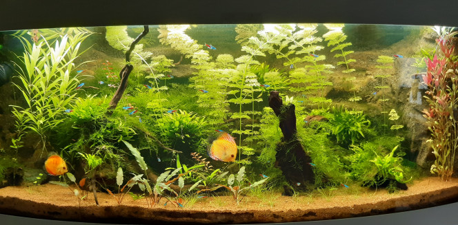 Nouvelle Photo De Mon Aquarium "[b]Aquascape[/b]"