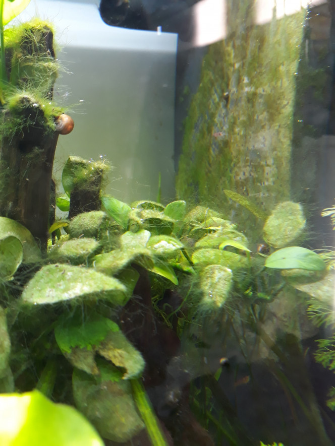 Algumin Tetra : anti algues efficace pour aquarium