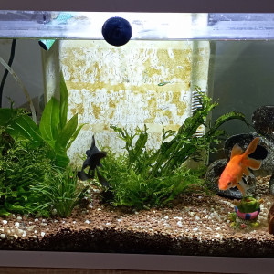 Aquarium Bureau