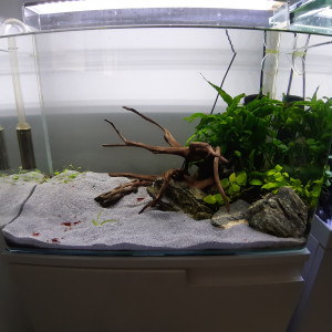 Aquarium 60l Optiwhite Red Cherry