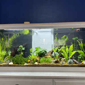 Aquarium planté 1
