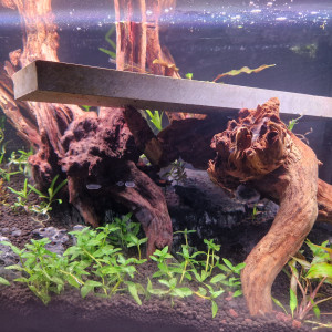 50L