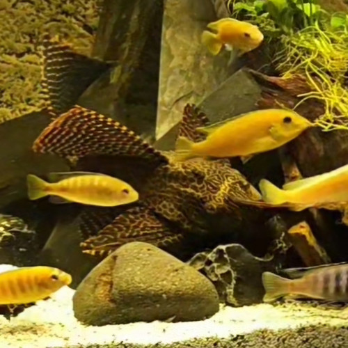 Pleco de 25 cm environ