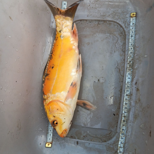 Vends koi