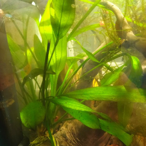 Plante aquarium Echinodorus argentinensis