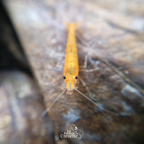 Neocaridina Orange issues de Sunburst