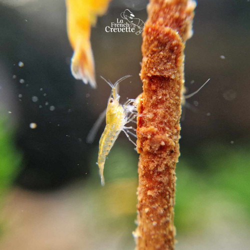 Neocaridina Orange issues de Sunburst