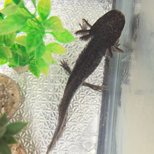 Bébé axolotl