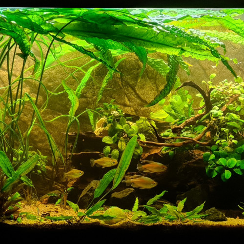 Cryptocoryne Aponogetifolia