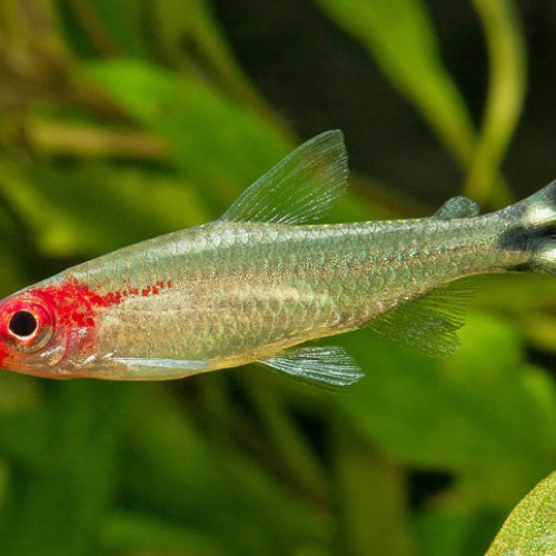 poissons de banc nez rouge