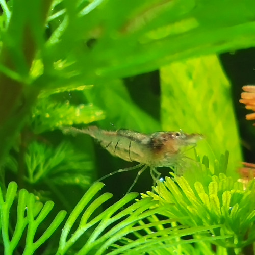 Caridina Pareparensis Malawa