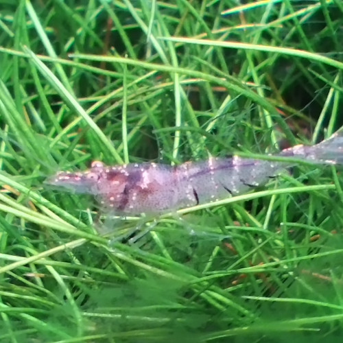 Caridina Pareparensis Malawa