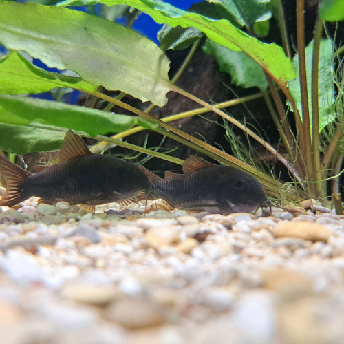 Corydoras black Venezuela 4/5cm