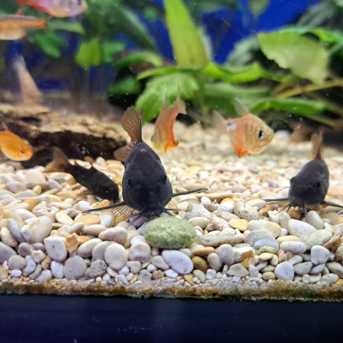 Corydoras black Venezuela 4/5cm