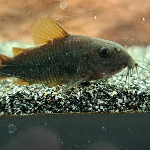 Corydoras black Venezuela 4/5cm