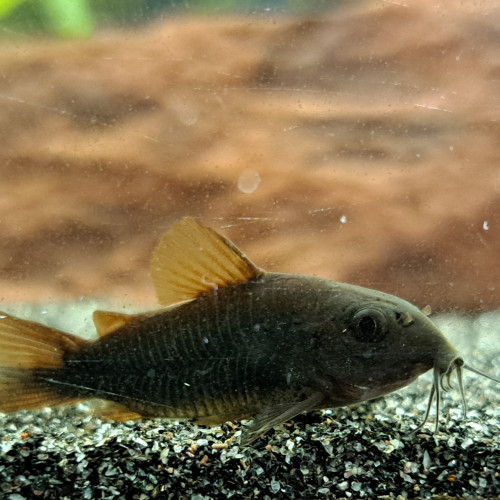 Corydoras black Venezuela 4/5cm