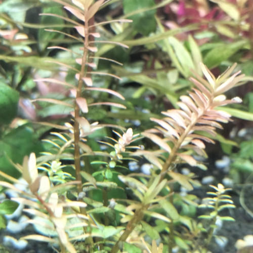 Rotala "Orange Juice"